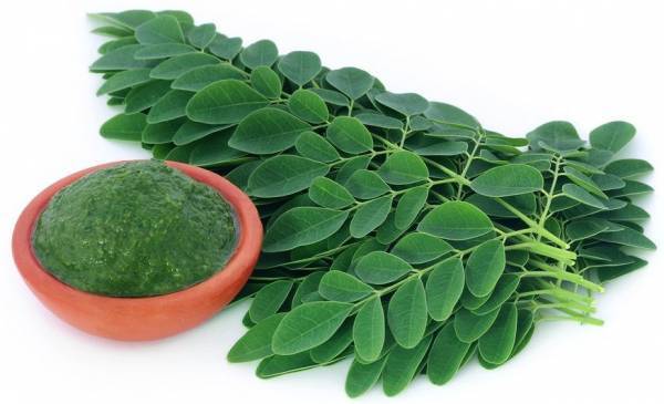Daun Kelor: Si Kecil yang Kaya Nutrisi dan Sudah Diakui Dunia